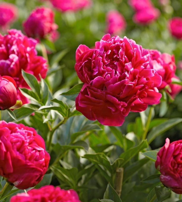 Peonies