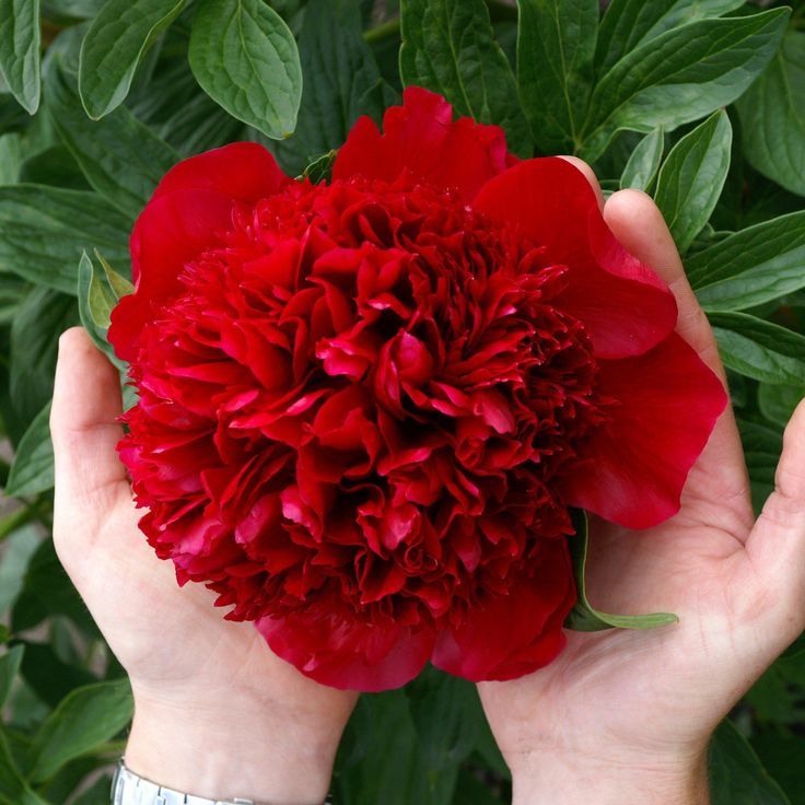 Peony