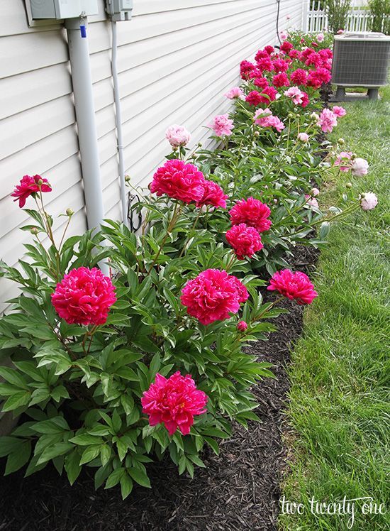 Peony Roots