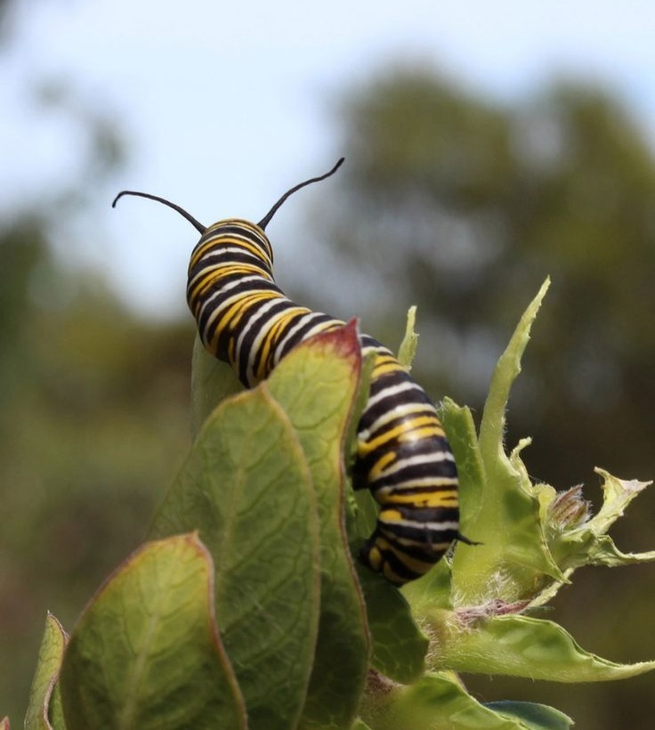 Pest-Infested Plants