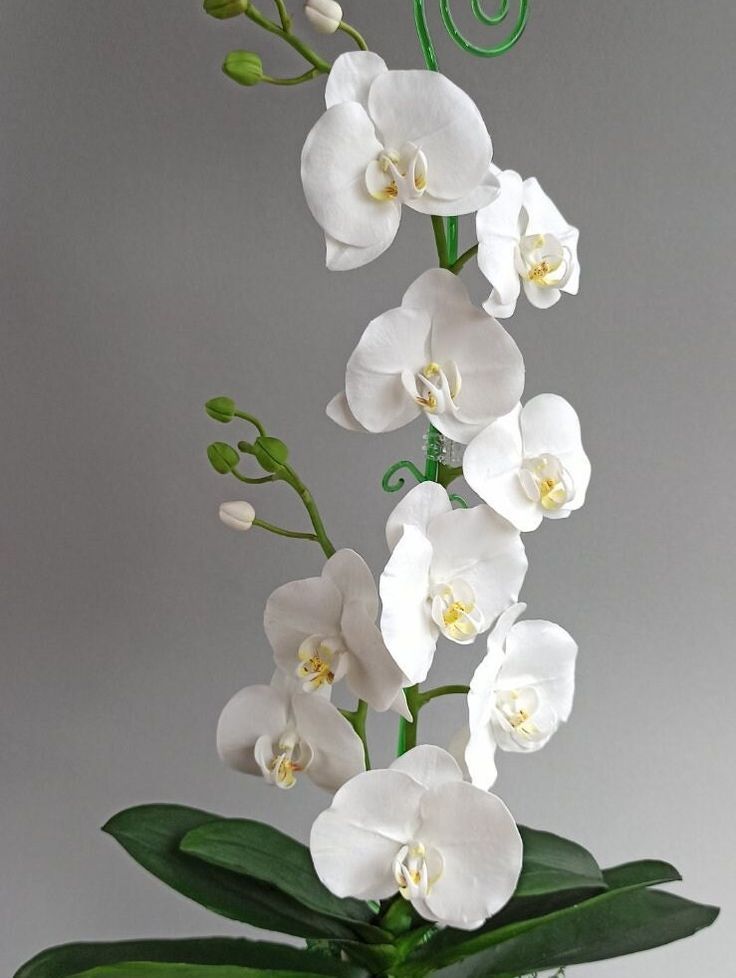 Phalaenopsis Orchid