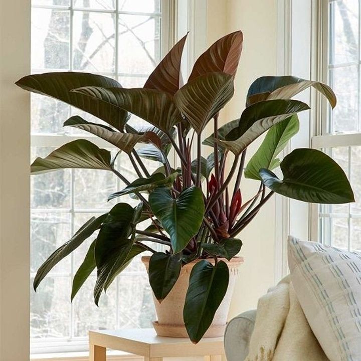 Philodendron