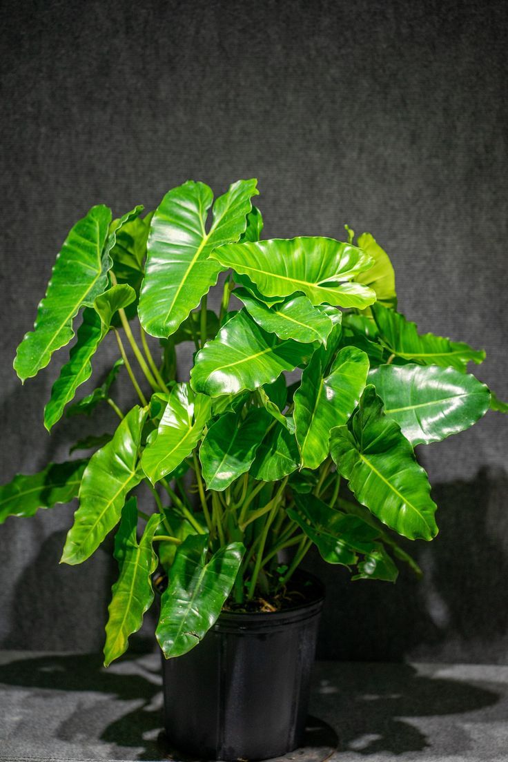 Philodendron