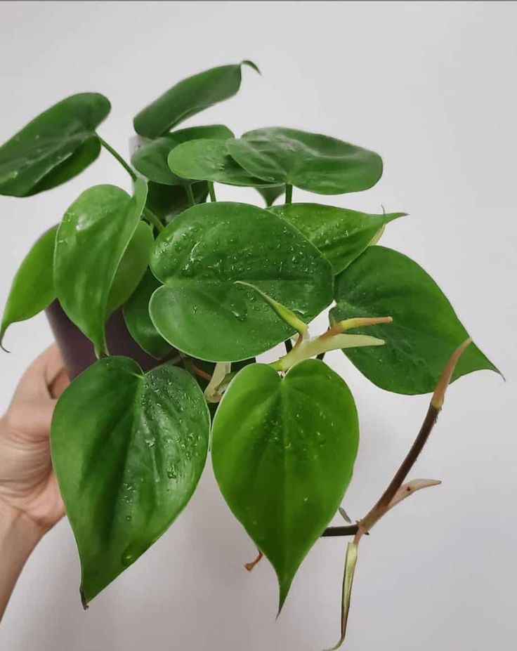 Philodendron