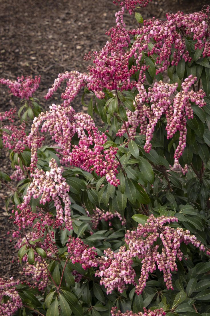 Pieris