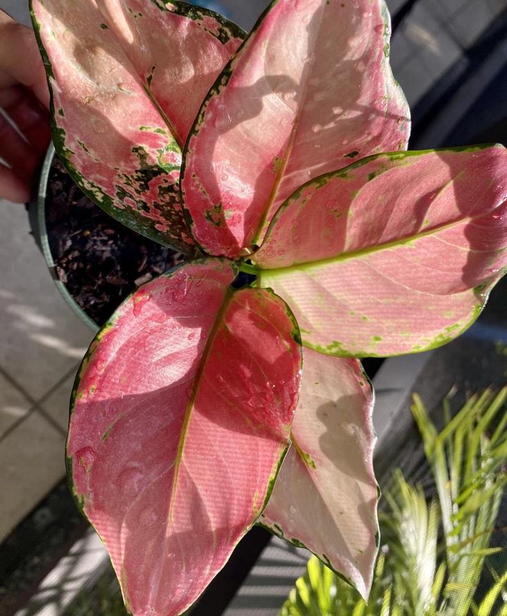 Pink Aglaonema