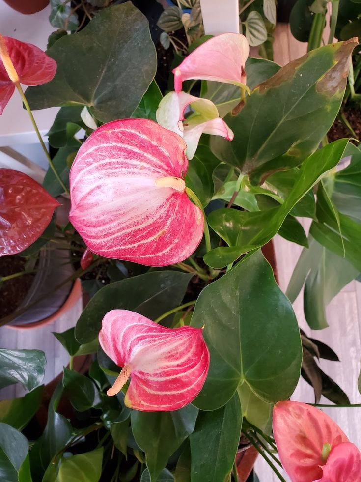 Pink Anthurium