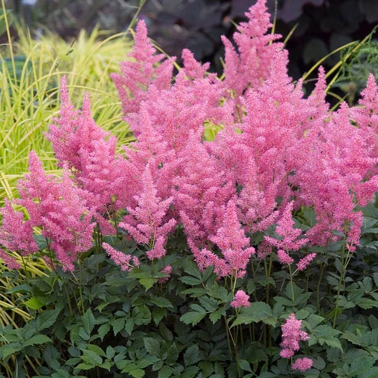 Pink Astilbe