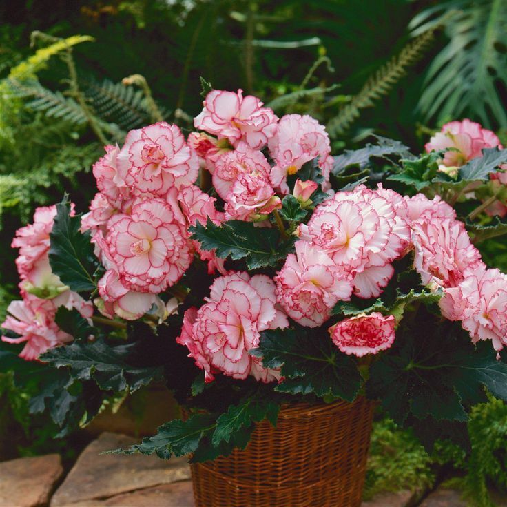 Pink Begonia