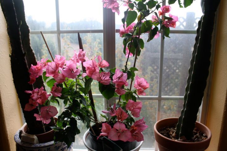 Pink Bougainvillea