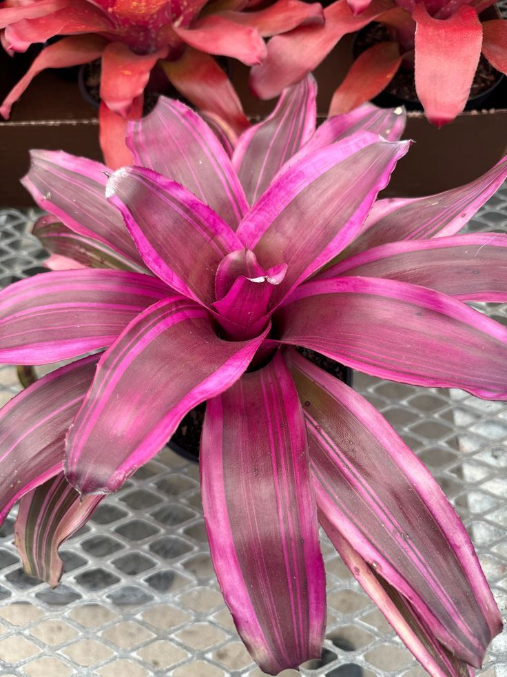 Pink Bromeliad