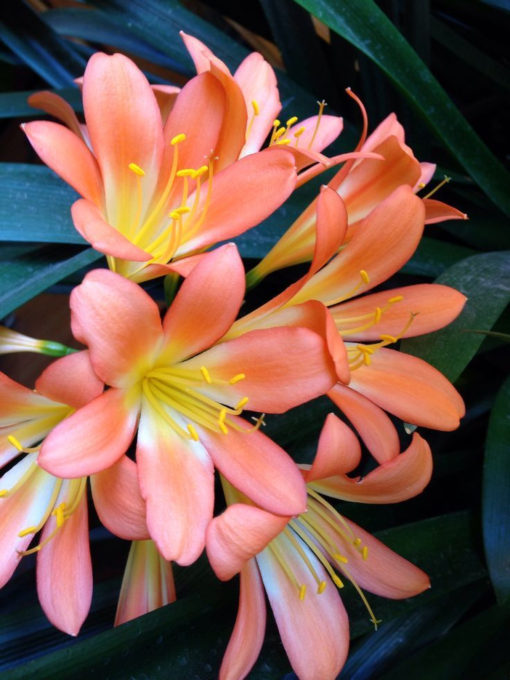 Pink Bush Lily (Clivia Miniata)