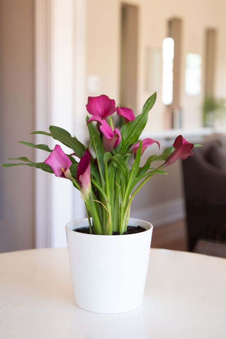 Pink Calla Lily