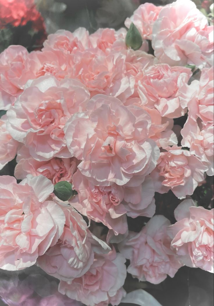 Pink Carnation