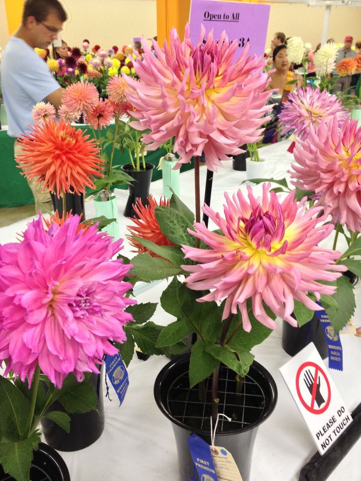 Pink Chrysanthemum