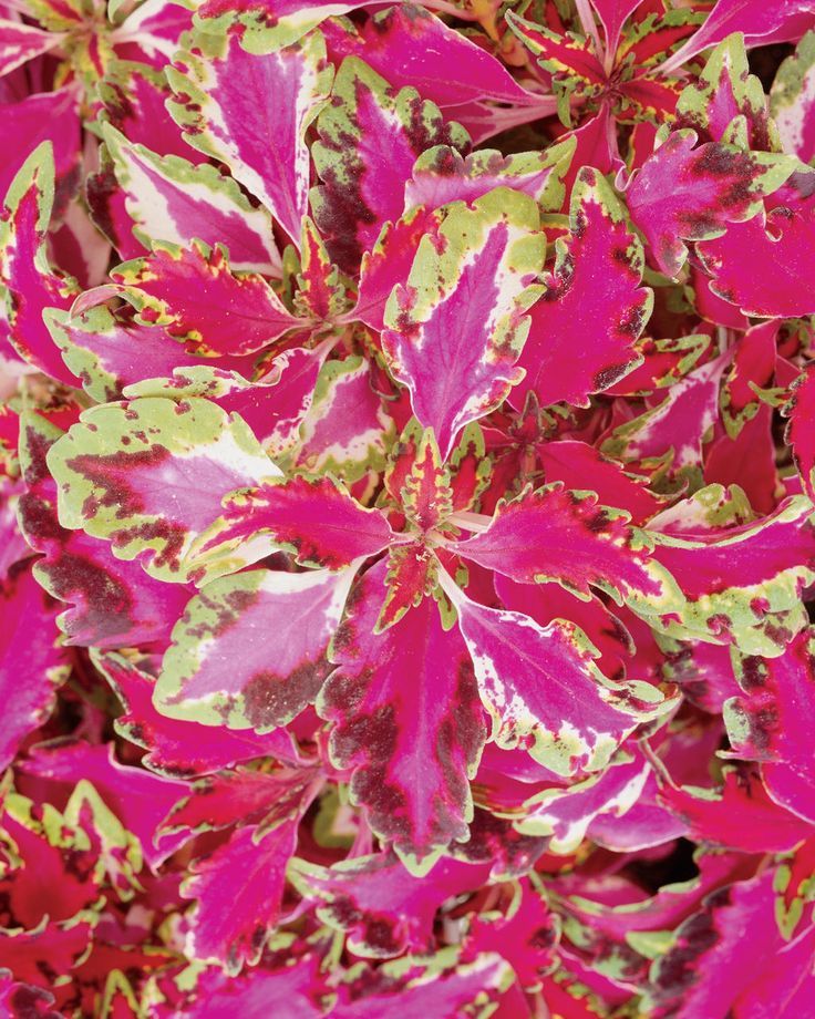 Pink Coleus