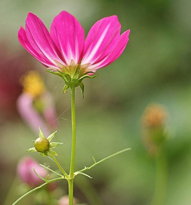 Pink Cosmos