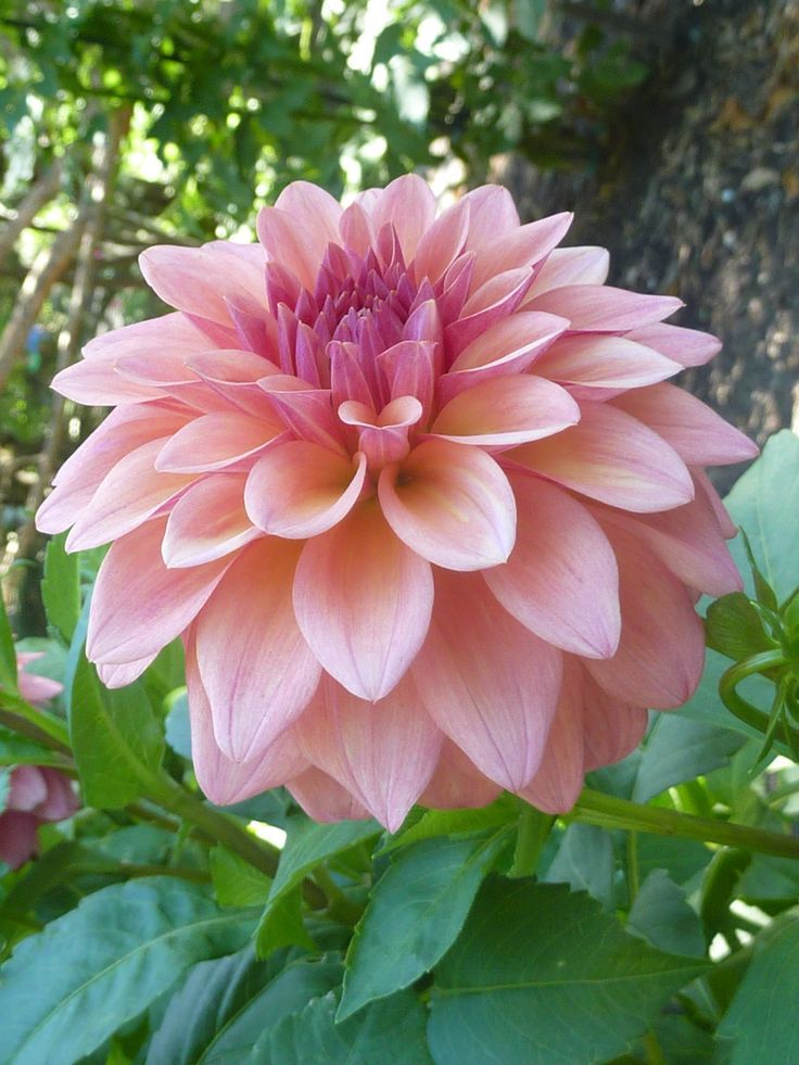 Pink Dahlia