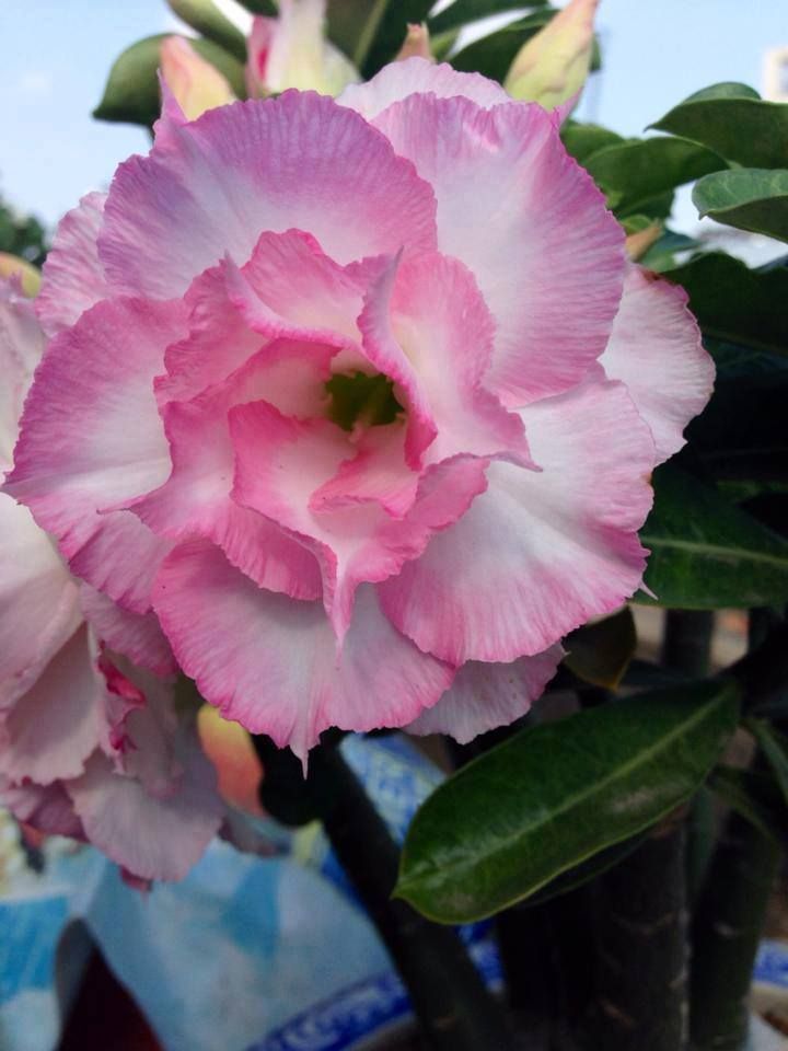 Pink Desert Rose (Adenium)