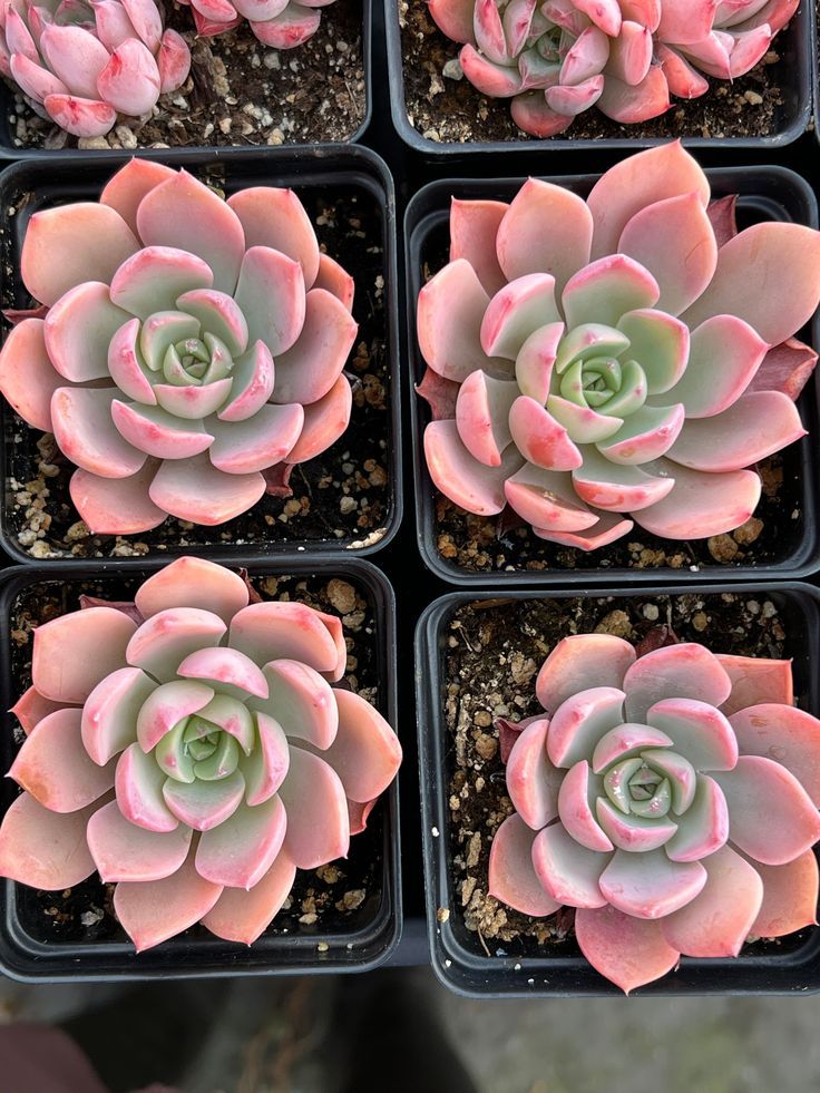 Pink Echeveria