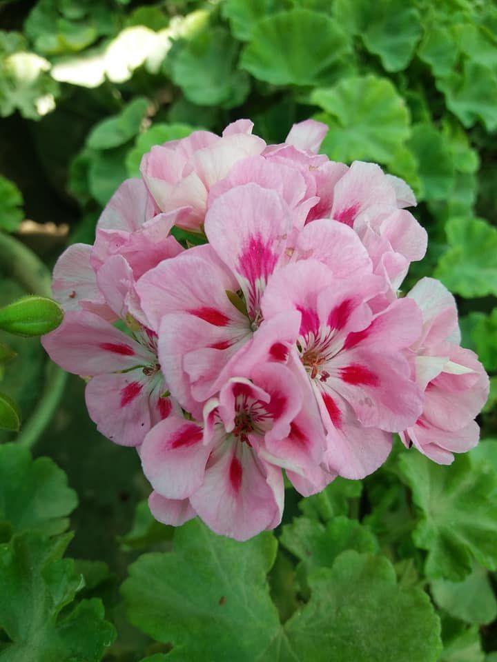 Pink Geranium