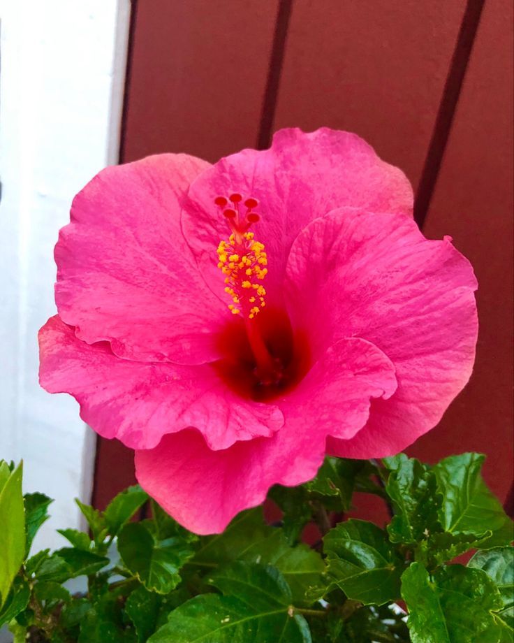 Pink Hibiscus