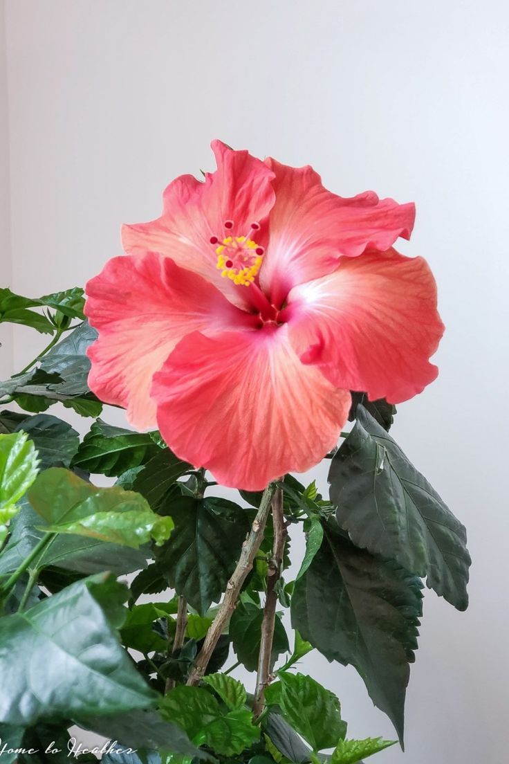 Pink Hibiscus