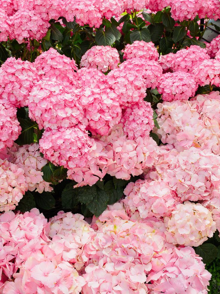 Pink Hydrangea