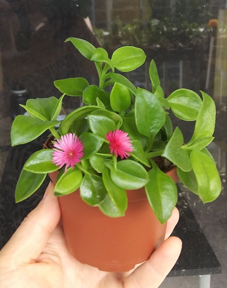 Pink Ice Plant