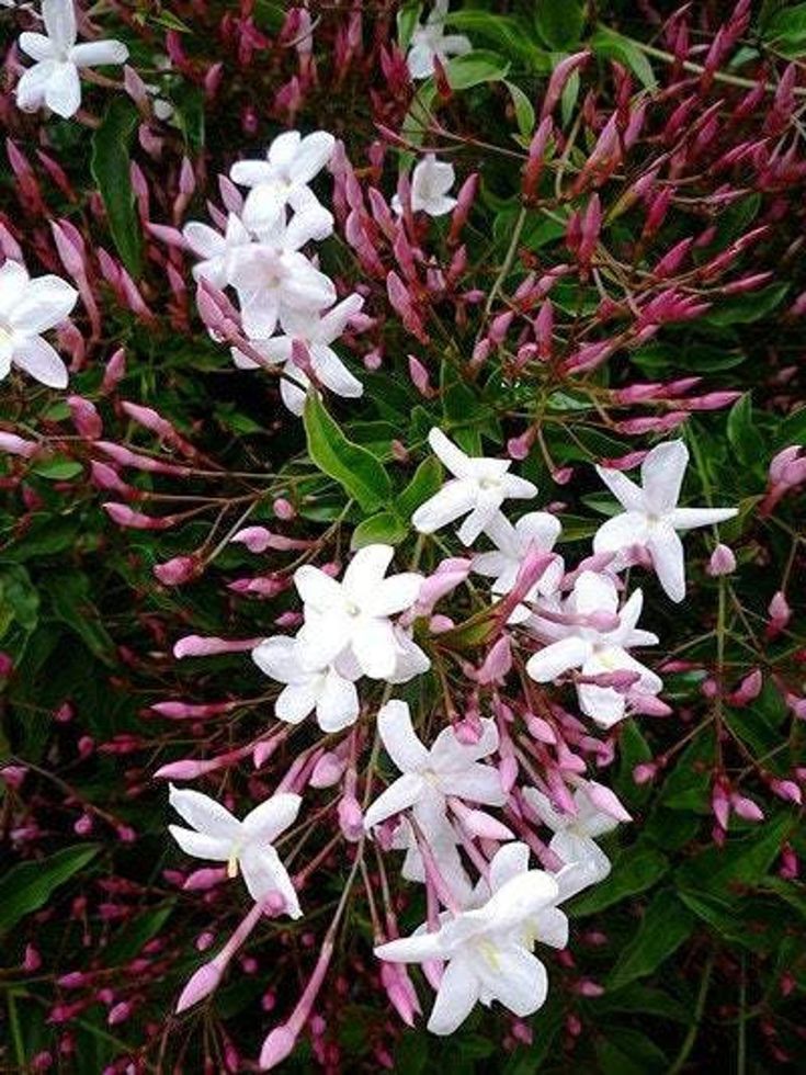 Pink Jasmine