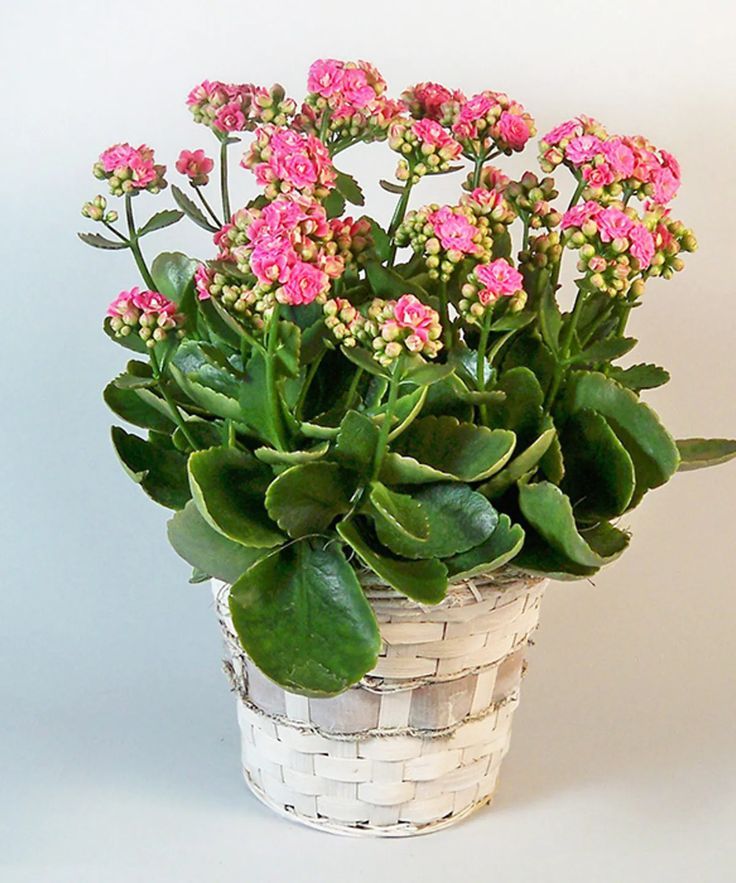 Pink Kalanchoe