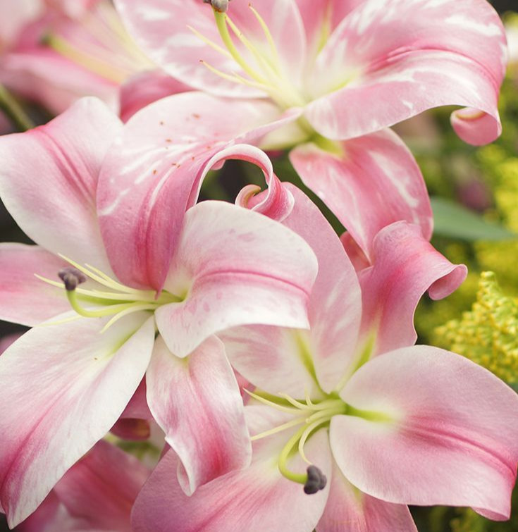 Pink Lily