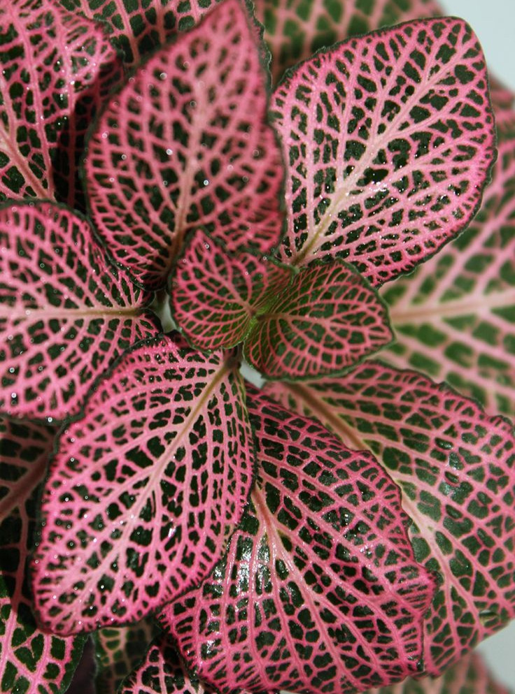 Pink Nerve Plant (Fittonia)