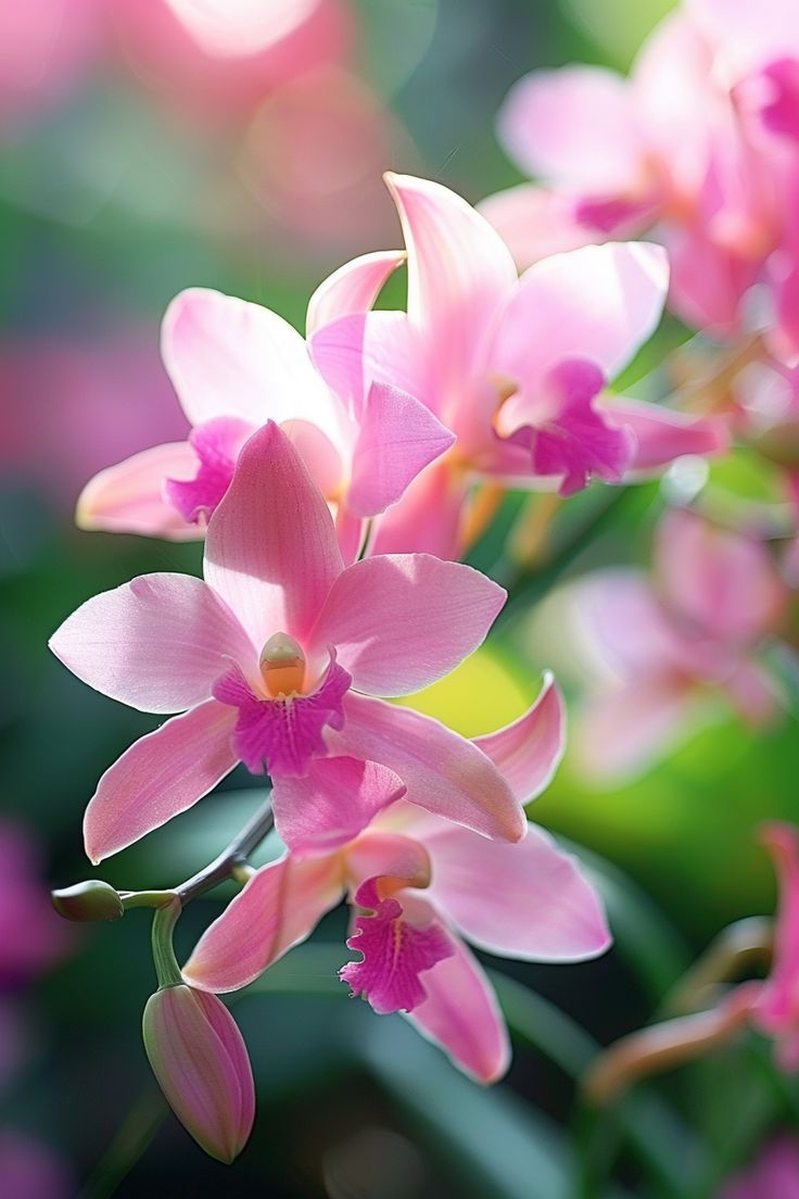 Pink Orchid