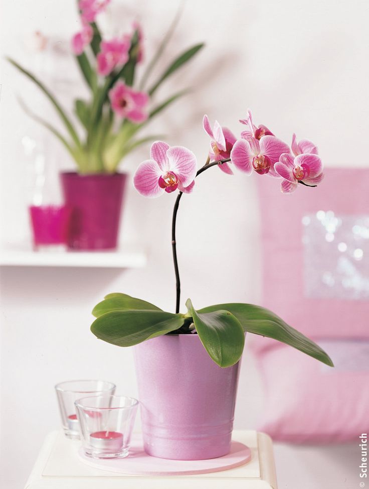 Pink Orchid