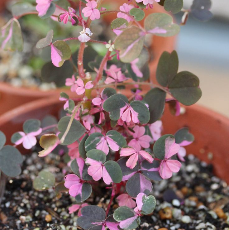 Pink Oxalis