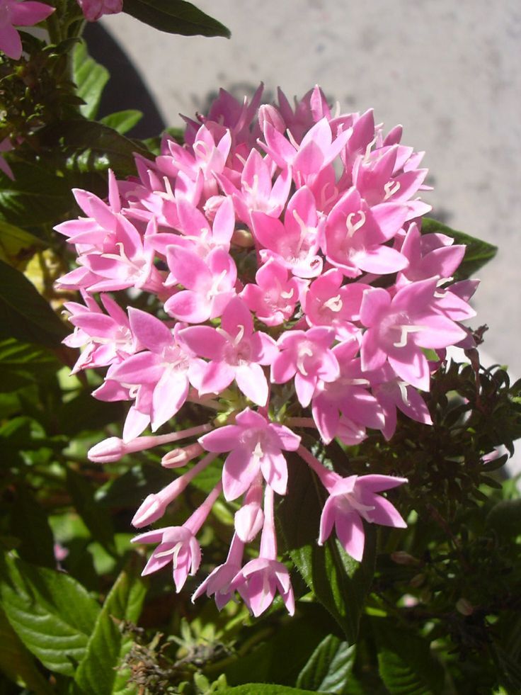 Pink Pentas