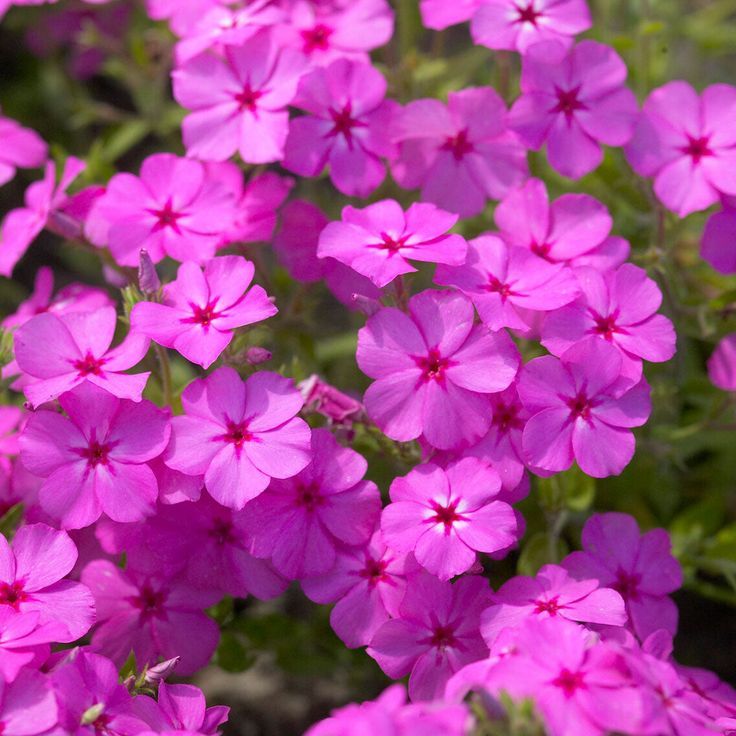 Pink Phlox