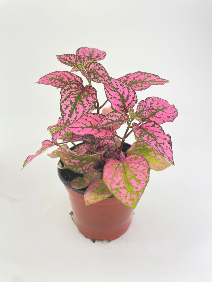 Pink Polka Dot Plant