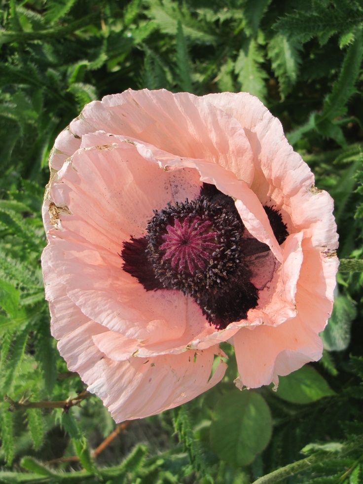 Pink Poppy