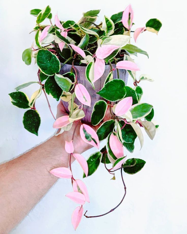 Pink Pothos