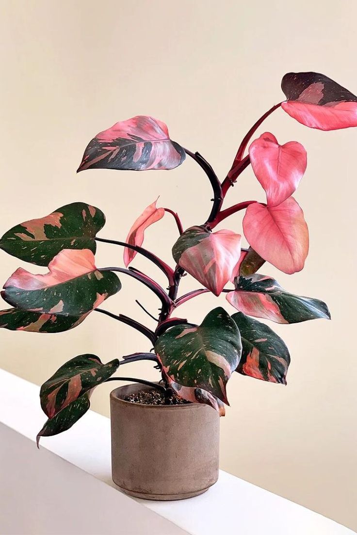 Pink Princess Philodendron