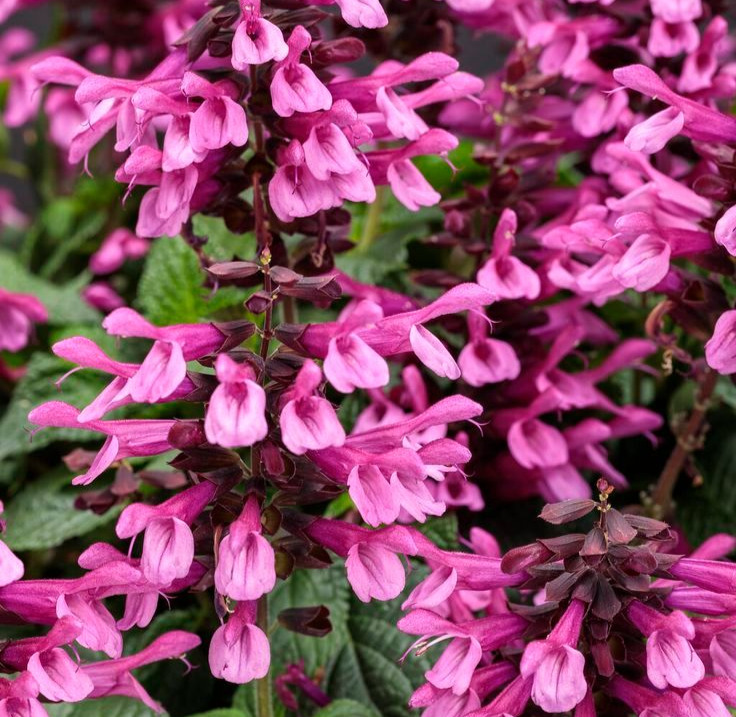 Pink Salvia