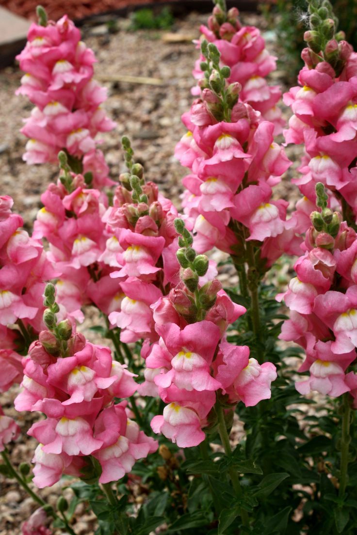 Pink Snapdragon