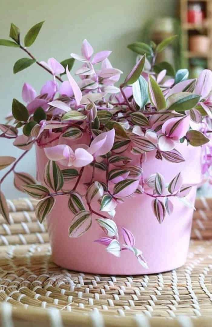 Pink Tradescantia (Wandering Jew)