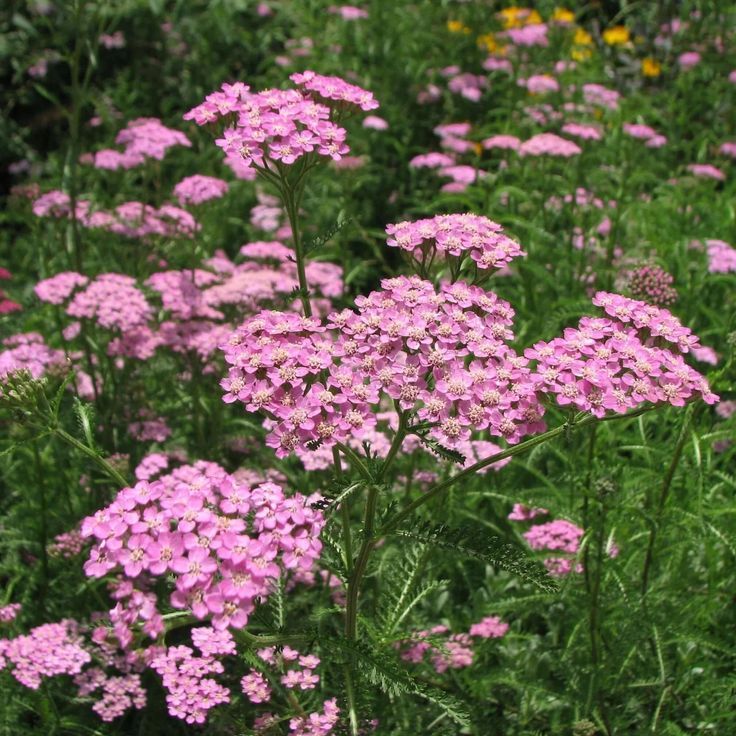 Pink Yarrow