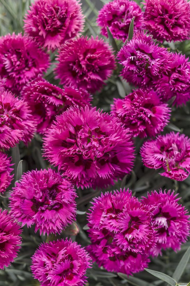 Pinks (Dianthus)