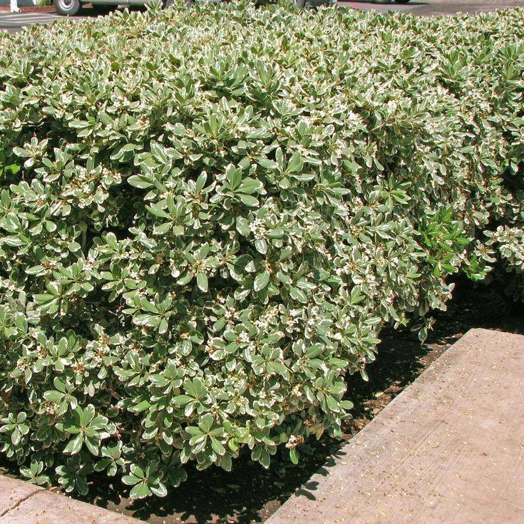 Pittosporum