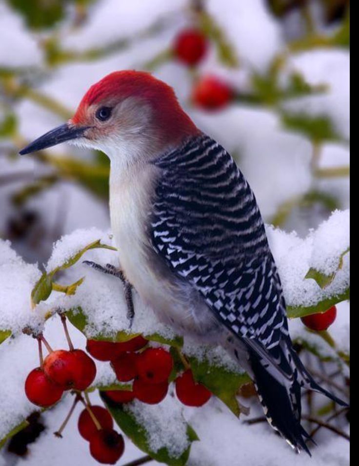 Plant Berry Bushes