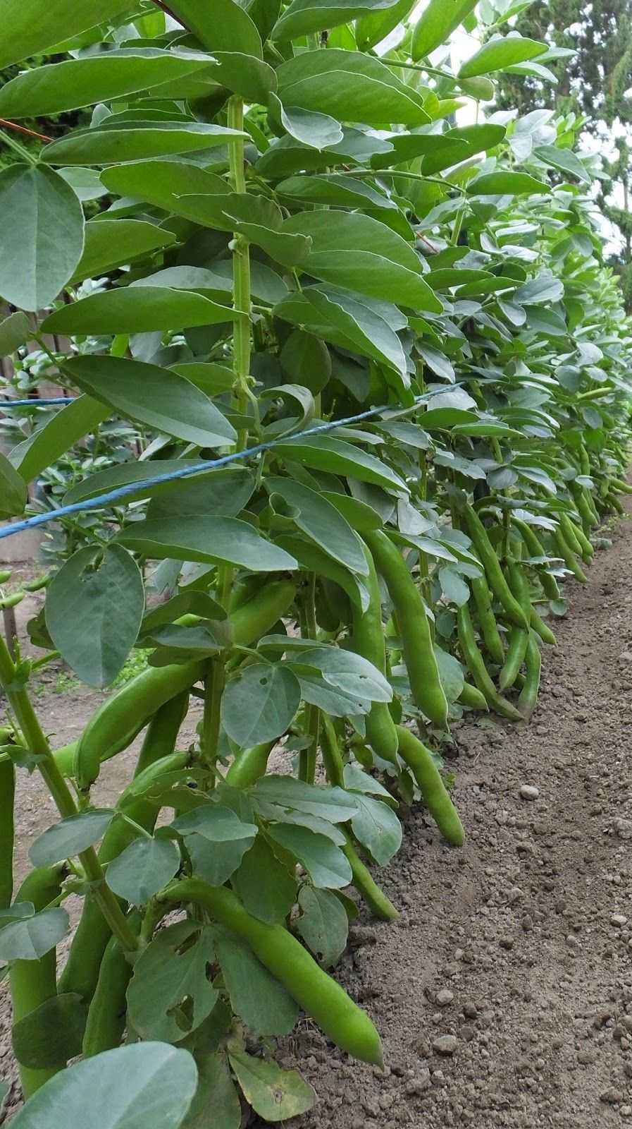 Plant Broad Beans